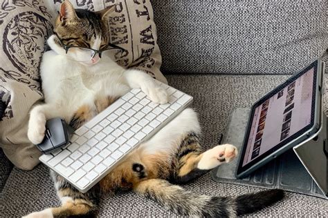 tablet spiele für katzen kostenlos